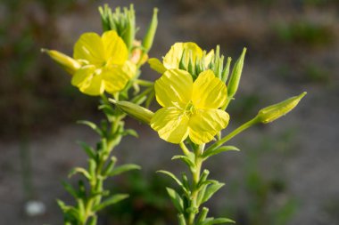 makro seçici odak çuha çiçeği sarı çiçekler
