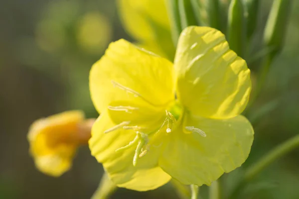 Primrose Żółty Kwiaty Makro Selektywnej Ostrości — Zdjęcie stockowe