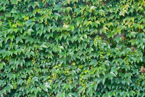 Wall Covered Green Creeper Plant Background — Stock Photo, Image