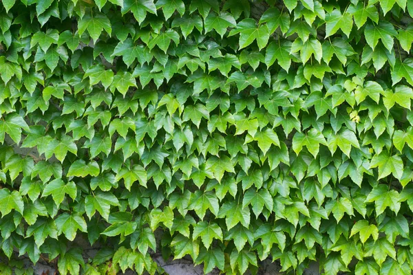 Τοίχος Καλύπτεται Πράσινο Αναρριχητικό Φυτό Φυτό Φόντο — Φωτογραφία Αρχείου