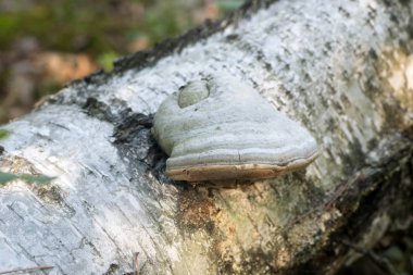 Hub mantar huş ağacı gövde makro üzerinde