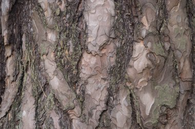 Eski meşe kabuğu doku arka plan seçici odak