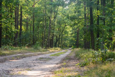 şekilde yaz aylarında güneşli günde orman