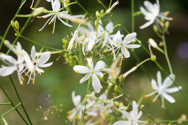 Small White Flowers Macro — Stock Photo, Image