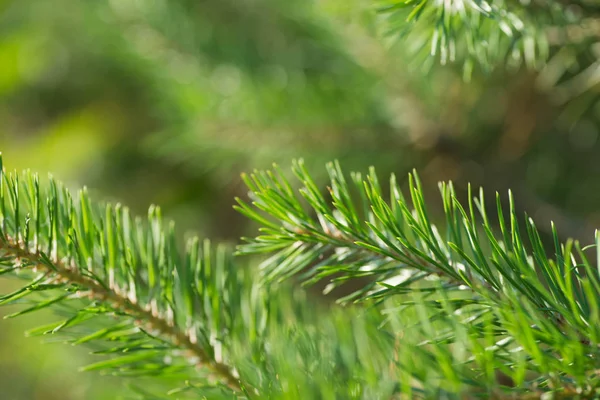 Fresh Pine Twigs Macro Selective Focus — Stock Photo, Image