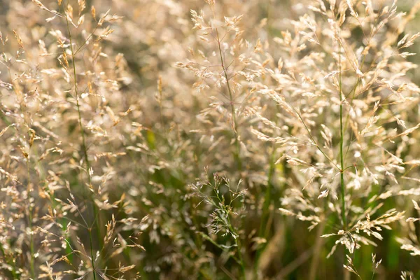 乾いた草マクロのブレード — ストック写真