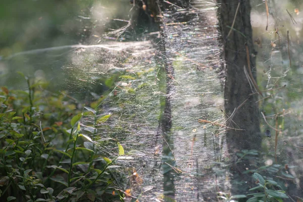Pavučina Nebo Pavouk Lese Webové Makro Selektivní Ostření — Stock fotografie