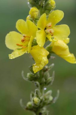 Makro seçici odak sığırkuyruğu çiçeği ile su damlaları