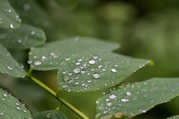 Wassertropfen Auf Robinienblättern Makro Selektiver Fokus — Stockfoto