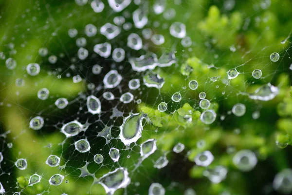 雨点落在蜘蛛网上宏选择性聚焦 — 图库照片