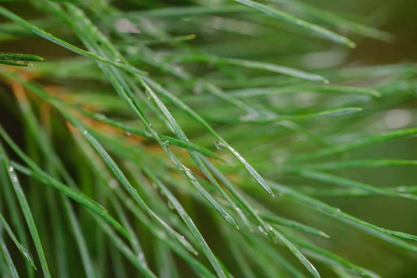 Rain Drops Pine Needles Macro Selective Focus — Stock Photo, Image