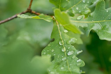 taze meşe yaprakları makro üzerinde su damlaları