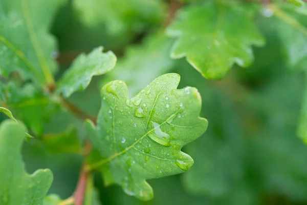 Vattendroppar Färska Oaken Lämnar Makro — Stockfoto