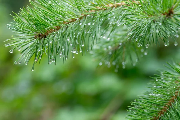 Gouttes Eau Sur Les Aiguilles Pin Frais Macro — Photo