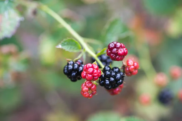 Ahududu Böğürtlen Dewberries Rubus Çilek Makro Dal — Stok fotoğraf
