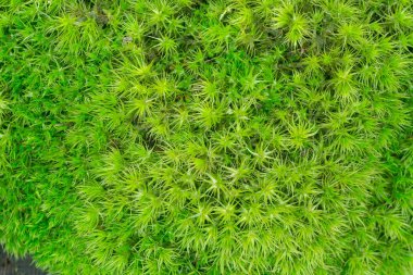 ağaç güdük arka plan makro üzerinde taze yosun