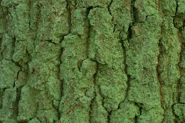 Oude Eiken Boomstam Bedekt Met Korstmossen — Stockfoto