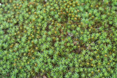 yeşil yosun arka plan doku makro