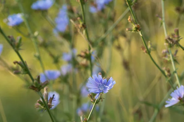 Achicoria Común Flores Azules Macro Enfoque Selectivo — Foto de Stock