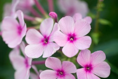 pembe phlox çiçek makro seçici odak