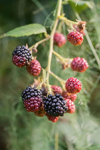 Blackberries Twig Macro Selective Focus — Stock Photo, Image