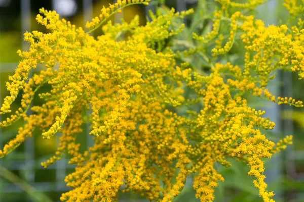 Solidago Barras Oro Flores Macro Enfoque Selectivo — Foto de Stock