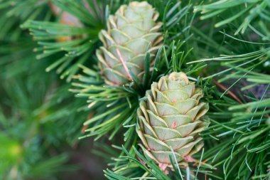 dal makro üzerinde yeşil larch koniler