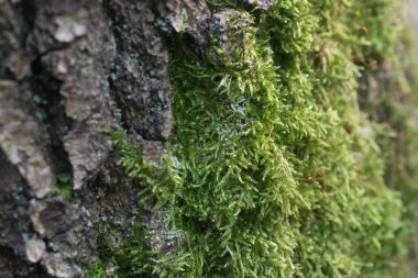 meşe Barka makro seçici odak üzerinde yosun