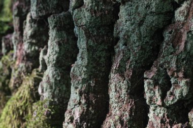 yosun ve liken meşe Barka makro seçici odak üzerinde