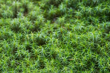 yeşil yosun makro arka plan seçici odak