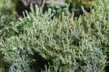 ağaç güdük makro seçici odak üzerinde liken