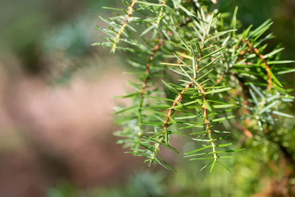 Juniper Gałązka Makro Selektywnej Ostrości — Zdjęcie stockowe