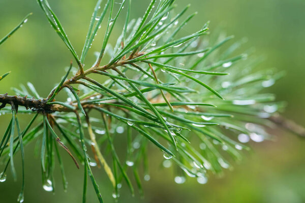 rain drops on pine twig macro selective focus
