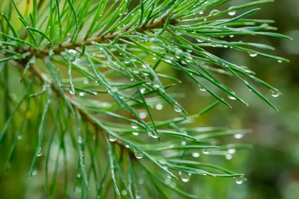 Regnet Droppar Pine Twig Makro Selektivt Fokus — Stockfoto