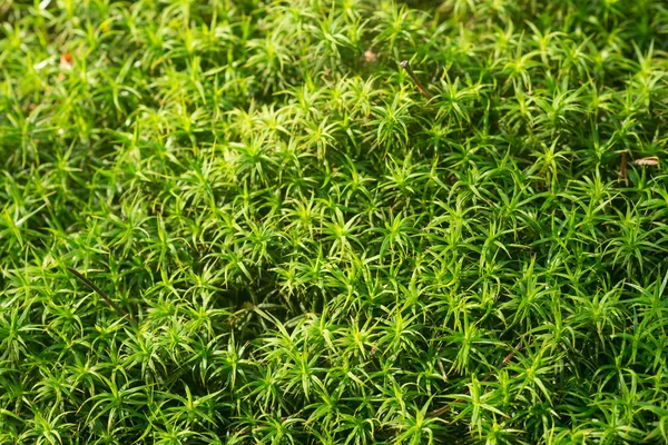 Green Moss Macro Background Selective Focus — Stock Photo, Image