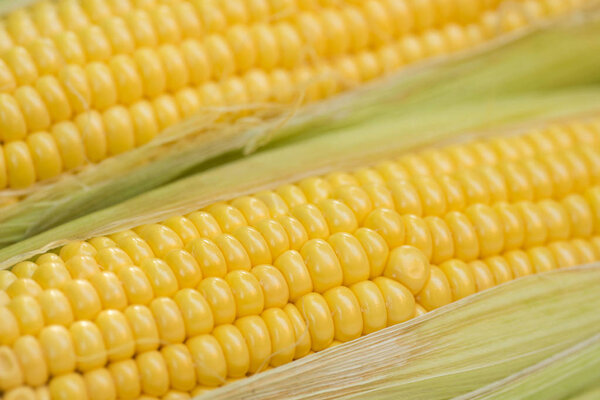 raw corn cob macro selective focus