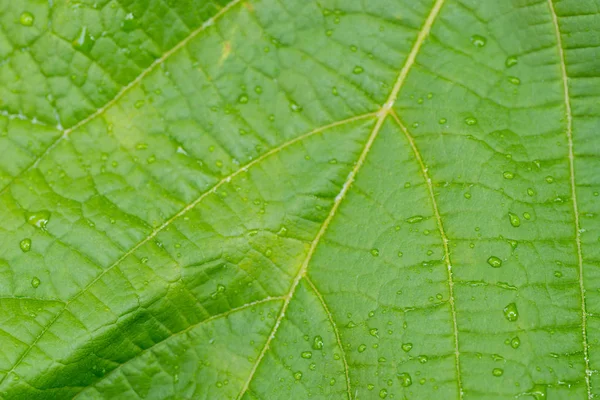 Gotas Agua Hoja Macro Enfoque Selectivo — Foto de Stock