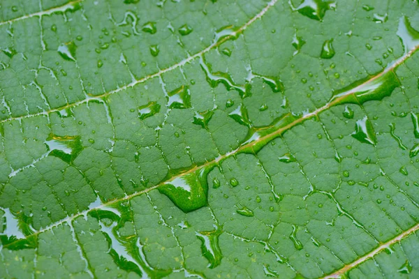 Water Drops Leaf Macro Selective Focus — Stock Photo, Image