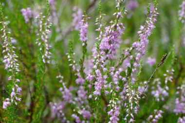 Heather çiçek makro selecyive odak