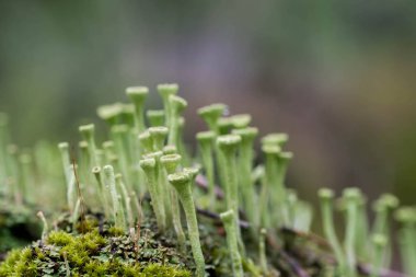 liken (cladonia fimbrata) makro seçici odak
