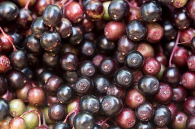 makro seçici odak olgun mürver çilek