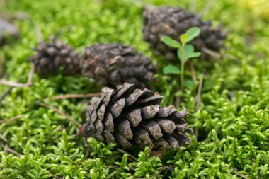 çam kozalakları moss makro seçici odak üzerinde