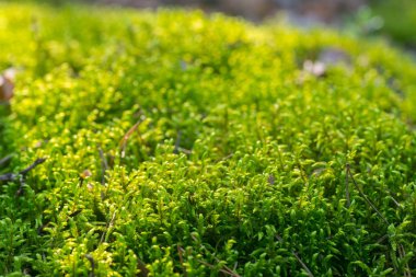 Moss arka plan makro seçici odak