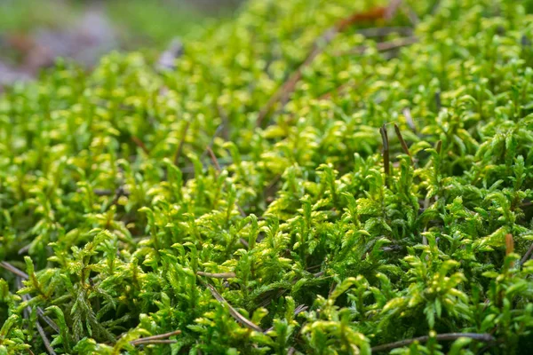 Moss Background Macro Selective Focus — Stock Photo, Image