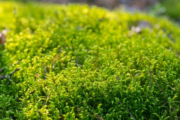 Moss Background Macro Selective Focus — Stock Photo, Image