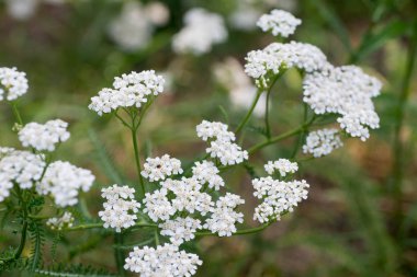 Achillea millefolium, civanperçemi, ortak civanperçemi çiçek makro seçici odak