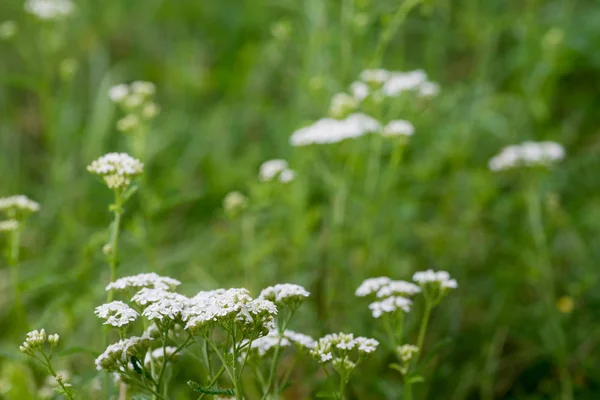 Achillea Millefolium Yarrow Flores Yarrow Comum Foco Macro Seletivo — Fotografia de Stock