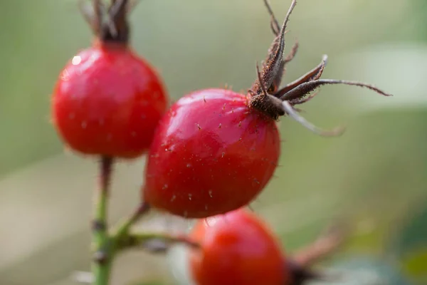 Wild Rose Berries Macro Selective Focus — Stock Photo, Image