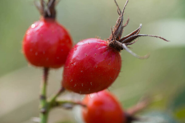 wild rose berries macro selective focus