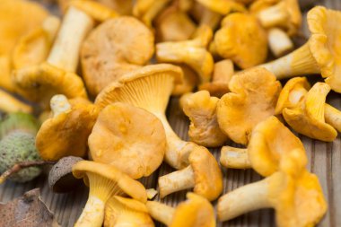 Chantarelle mantar ahşap tahta makro üzerinde